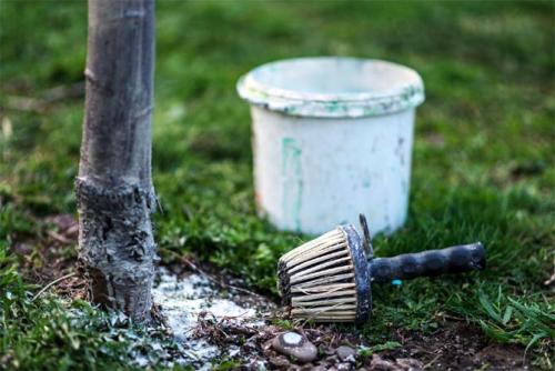 Зачем белят деревья. Когда и зачем белят стволы деревьев?