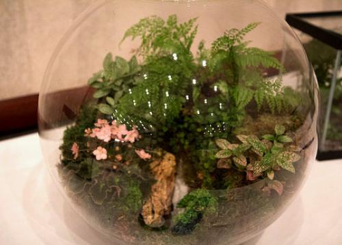 Водокрас лягушачий в аквариуме. Водокрас лягушачий: описание растения и уход