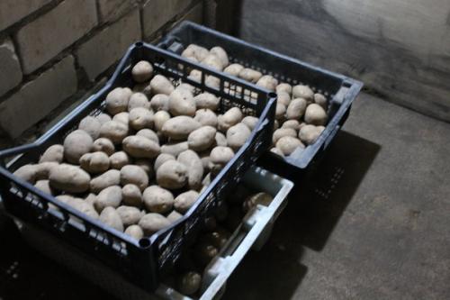 Как защитить картофель от мышей и крыс ?