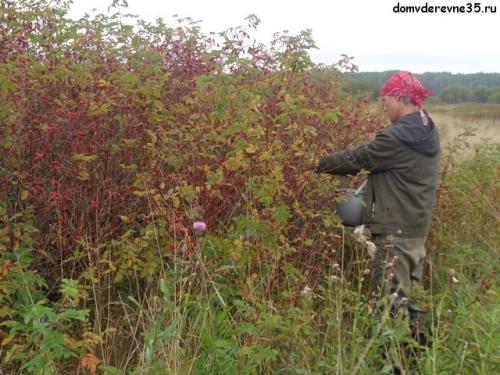 Можно ли собирать зеленый шиповник. Когда собирать шиповник