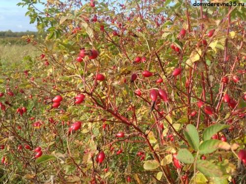 Можно ли собирать зеленый шиповник. Когда собирать шиповник