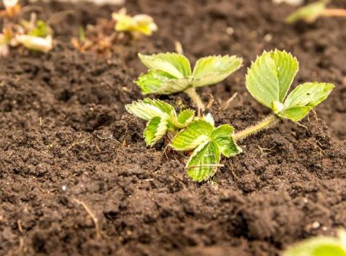 Как приготовить глиняную болтушку для малины. 07