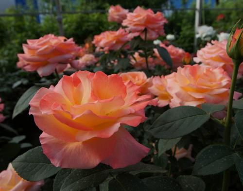 Розы привитые и корнесобственные в чем разница. Розы корнесобственные и привитые, в чем разница при хранении 07