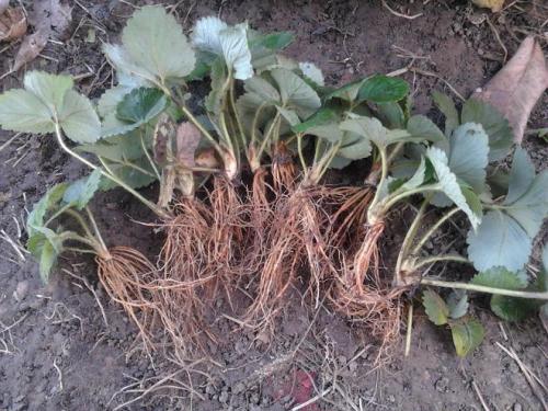 Как приготовить глиняную болтушку для малины. 04