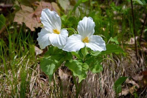 Какие плодовые кустарники любят кислую почву. Не надо раскислять почву, посадите эти растения!
