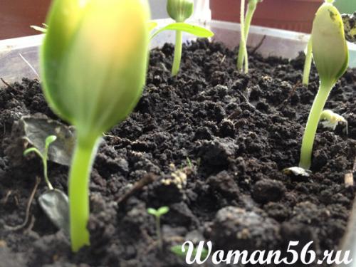 Какую минимальную температуру выдерживает рассада тыквы. Выращивание тыквы. Подготовка и высадка рассады