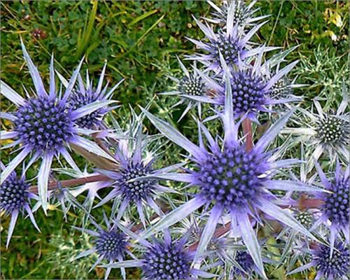 Eryngium alpinum blue star. Какие виды существуют?