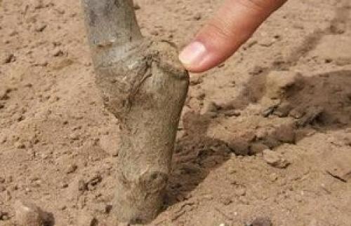 Почему не плодоносит яблоня. Не дают ни цветов, ни плодов в возрасте