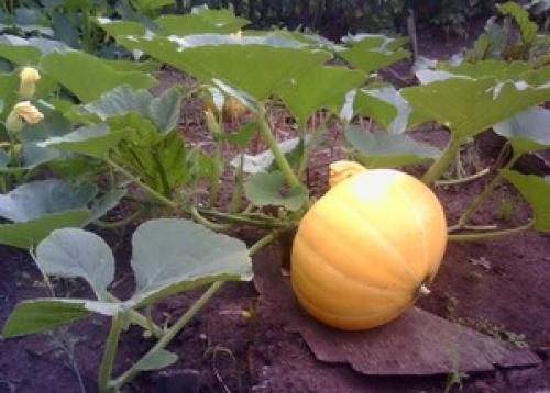 Как определить спелость тыквы в магазине. Как определить зрелость тыквы?