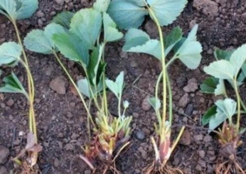 Как правильно подготовить грядки для посадки клубники. Как правильно подготовить рассаду?