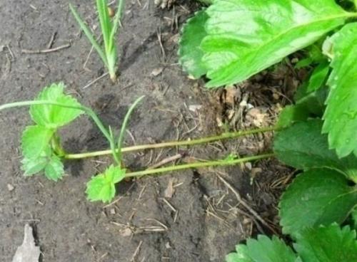 Как правильно подготовить грядки для посадки клубники. Как правильно подготовить рассаду?