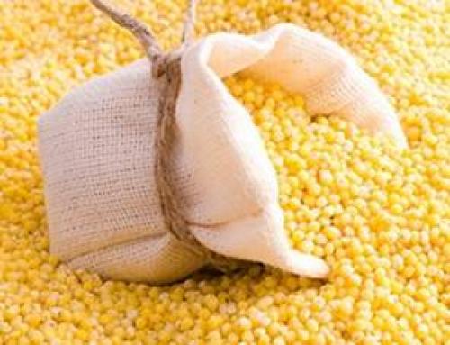 Почему пшеница растет на лугу. Зерновые культуры