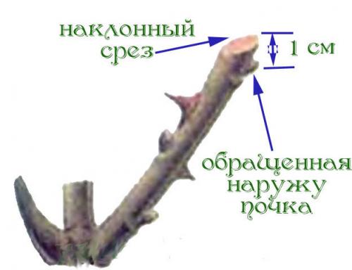При, какой температуре замерзают розы. Когда и при, какой температуре надо прикрывать растения? 07