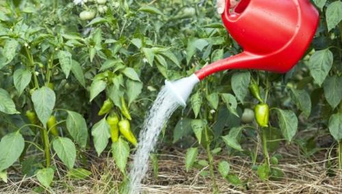 Как ускорить созревание болгарского перца дома. Перечные сорта 07