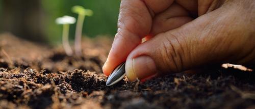 Когда сезон подсолнухов. Подготовка к посадке