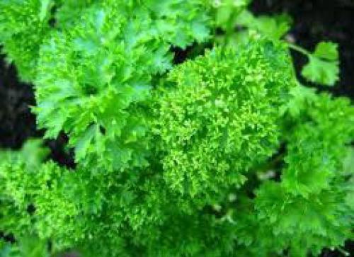 Лучший предшественник для лука. Выращивание лука-репки из семян 06