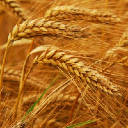 Як росте пшениця. Як виростити пшеницю в домашніх умовах