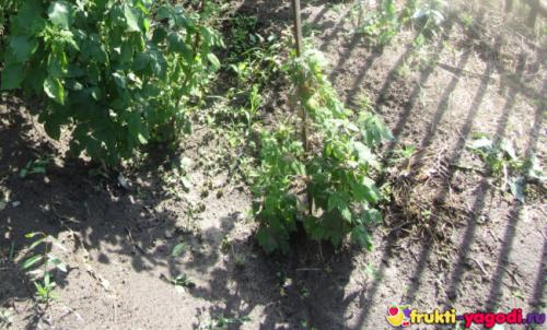 Когда цветет ремонтантная малина. Что такое ремонтантная малина