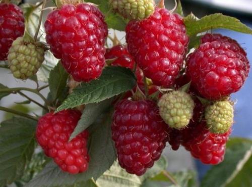 Можно ли сажать желтую и красную малину рядом. Какие растения можно сажать рядом с малиной, а, какие нет?