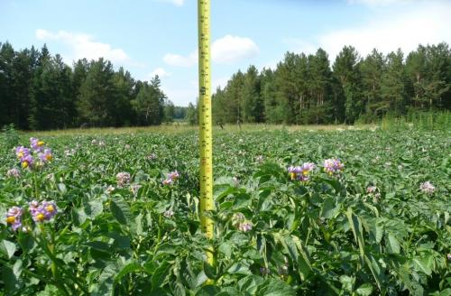 Высокая ботва у картофеля, что делать. Что делать, если у картофеля слишком высокая ботва