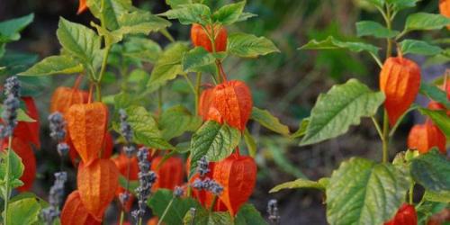 Когда созревает физалис. Растение физалис