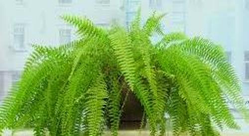 Папоротник обрезка осенью. Нужно ли обрезать папоротник осенью