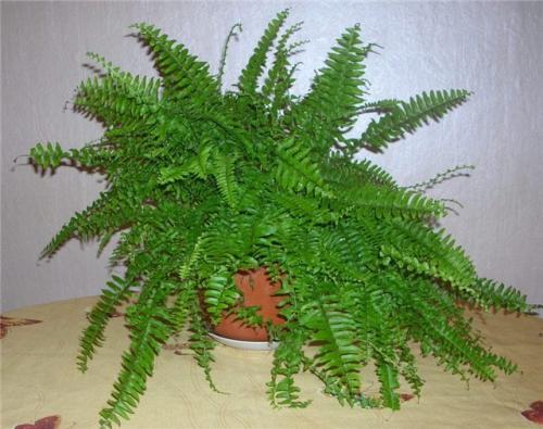 Папоротник садовый болезни. Полезно знать о папоротниках