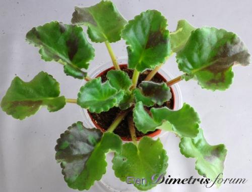 Как вы думаете почему фиалка так называется. Почему фиалки уходят в спорт?