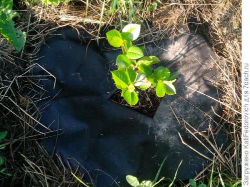 Спанбонд 120 применение. Черный спанбонд максимальной плотности - помощь в борьбе за идеальный участок