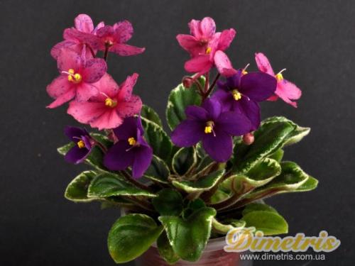 Как вы думаете почему фиалка так называется. Почему фиалки уходят в спорт?