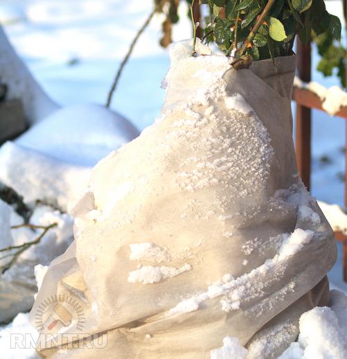 Как на зиму укрывать грушу. Как и чем укрыть грушу 02 Как на зиму укрывать грушу. Как и чем укрыть грушу 02