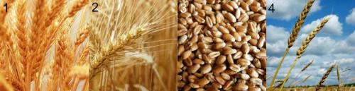 Чому пшениця росте на лузі. Зернові культури 08