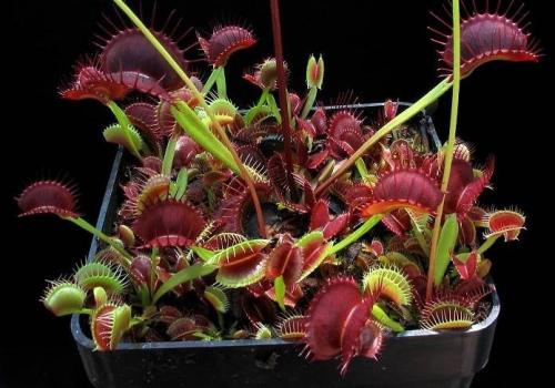 Насекомоядные растения в домашних условиях. Хищные растения в доме 12
