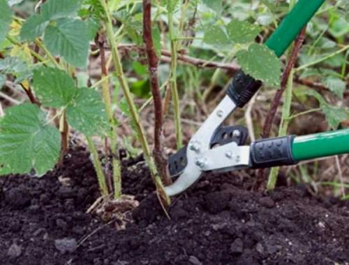 Как отличить малину ремонтантную от обычной. Как отличить ремонтантную малину от обычной 06