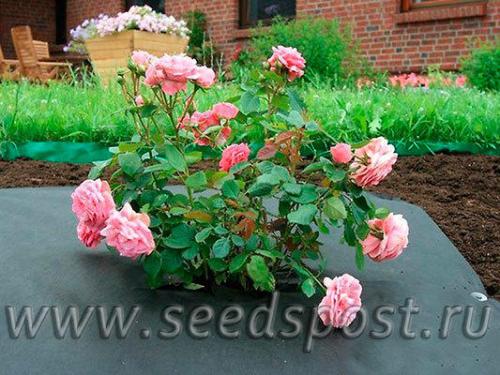 Спанбонд 120 применение. Черный спанбонд максимальной плотности - помощь в борьбе за идеальный участок