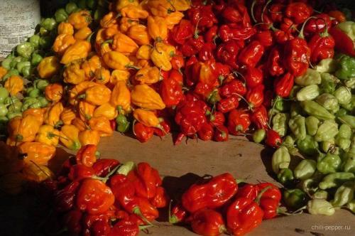 Острый зеленый перец краснеет. Красный острый перец рода Капсикум