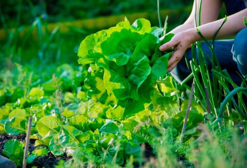 Можно ли сажать желтую и красную малину рядом. Какие растения можно сажать рядом с малиной, а, какие нет?