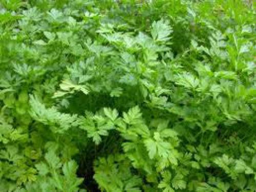 Лучший предшественник для лука. Выращивание лука-репки из семян 05