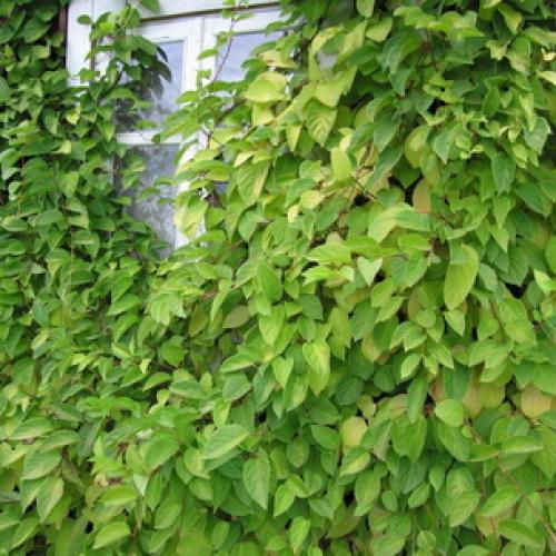 Что можно сделать из ягод лимонника. Что можно приготовить из ягод китайского лимонника? 02