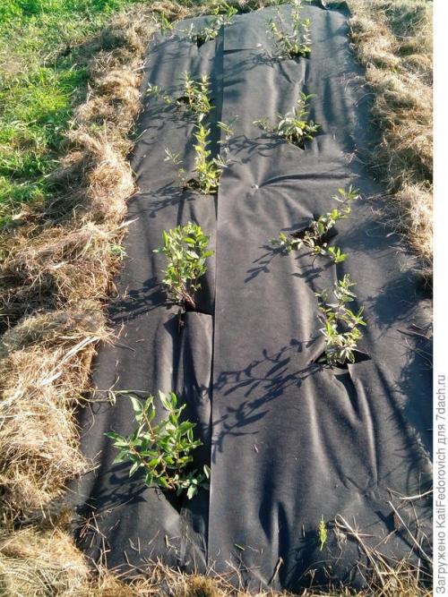 Спанбонд 120 применение. Черный спанбонд максимальной плотности - помощь в борьбе за идеальный участок