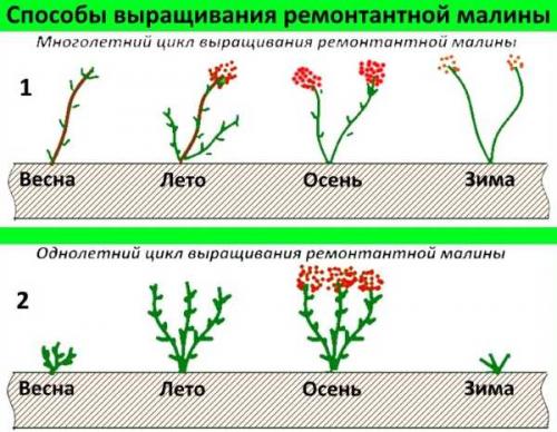Как отличить малину ремонтантную от обычной. Как отличить ремонтантную малину от обычной 05