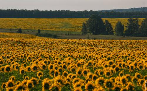 Когда растет подсолнух. Подсолнечник в Сибири