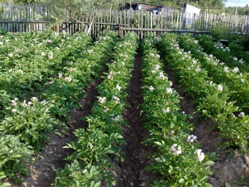 Нужно ли обрезать ботву у картофеля. Когда обрезать ботву у картофеля и нужно ли это делать?