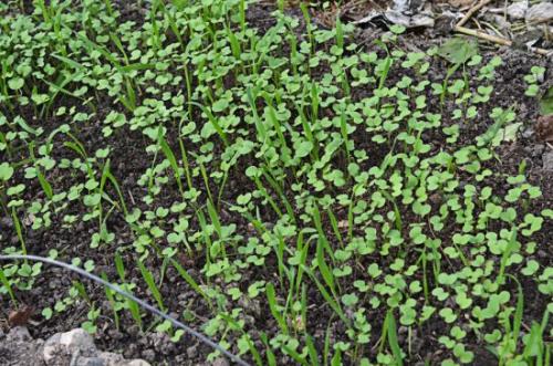 Перекопка горчицы весной. Нужно ли перекапывать горчицу, посеянную осенью