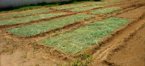 Польза соломы на огороде. Состав и полезные свойства