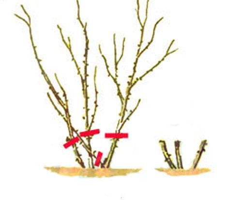 При, какой температуре замерзают розы. Когда и при, какой температуре надо прикрывать растения? 06