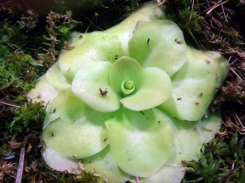 Насекомоядные растения комнатные. Отечественные виды