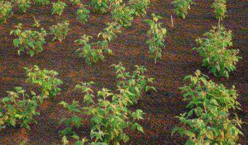 Размножение ремонтантной малины. Особенности ремонтантной малины