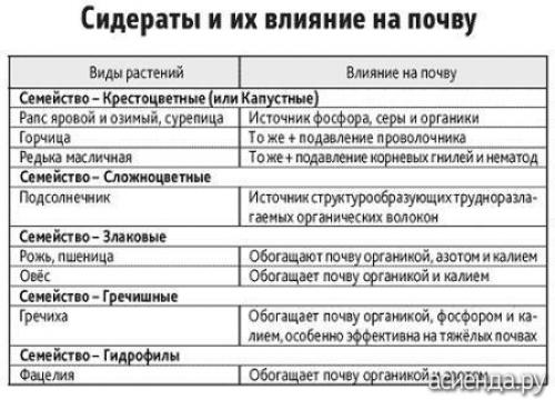 Нужно ли закапывать горчицу на зиму. Так надо ли заделывать сидераты в грядку под зиму?
