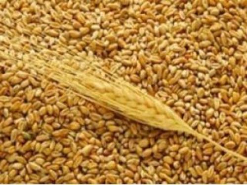 Чому пшениця росте на лузі. Зернові культури